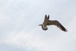 IMG_8544