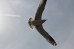 IMG_8545