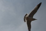 IMG_8546