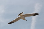 IMG_8547