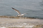 IMG_8550