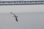 IMG_8552