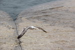 IMG_8567