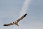 IMG_8578