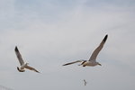 IMG_8583