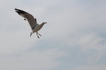 IMG_8586