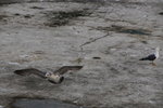 IMG_8797