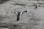 IMG_8798