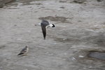 IMG_8799
