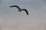 IMG_8801