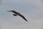 IMG_8802
