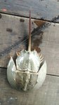 IMG-20170502-WA0042