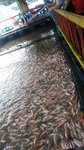 IMG-20170502-WA0081