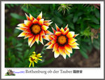 IMG_3205 copy