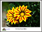 IMG_0811 copy