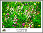 IMG_0939 copy