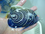 5吋圈帝 (sold)