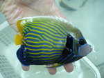 5吋皇帝 (sold)