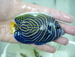 4吋圈帝 (sold)