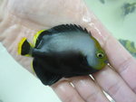 3吋灰仙王 (sold)
