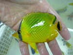 4吋黃網 (sold)