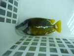 3吋狐狸 (sold)