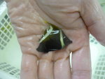 1.5吋啡刀 $30 (HOLD)