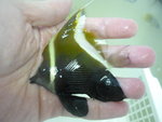 3吋啡刀 (sold)