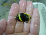 1.5吋灰仙王 (sold)