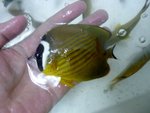 金荷包