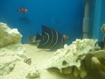 海南大藍紋 6"