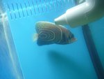 海南圈帝 5"