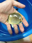 豹紋混虎紋蝶