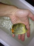 豹紋混虎紋