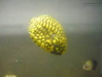 金松果
