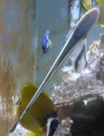 吸盤魚