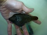 紅尾沙猛