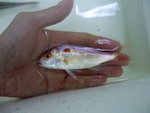 紅衫魚