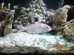紅衫魚