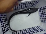 吸盤魚