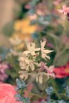 IMG_5003