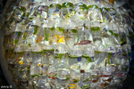 _DSC0670a