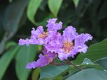 IMG_4781