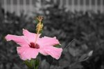 IMG_0044(mod)