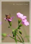 小蜜蜂與小花