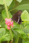 02DSC_9952-02