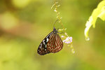 11DSC_0082-02