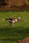 31DSC_0264-02