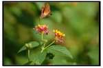 Butterfly 20110102 - 28