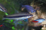 DPP_000555